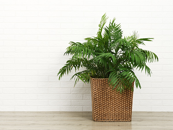 Products_house_plants